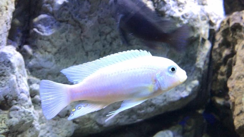 Maylandia zebra 'Chidunga Rocks'